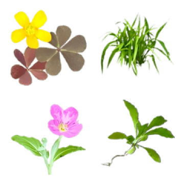 そこらへんのかわいい雑草♡写真絵文字